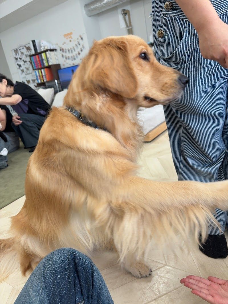 犬とふれあえるカフェの写真 3