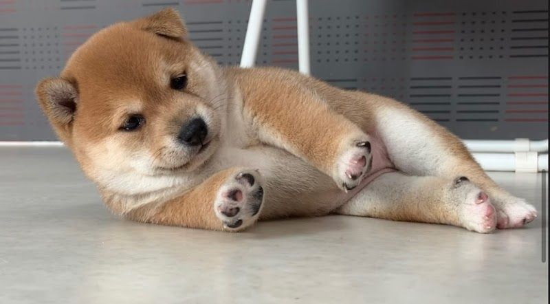 まめしば亭の写真 1