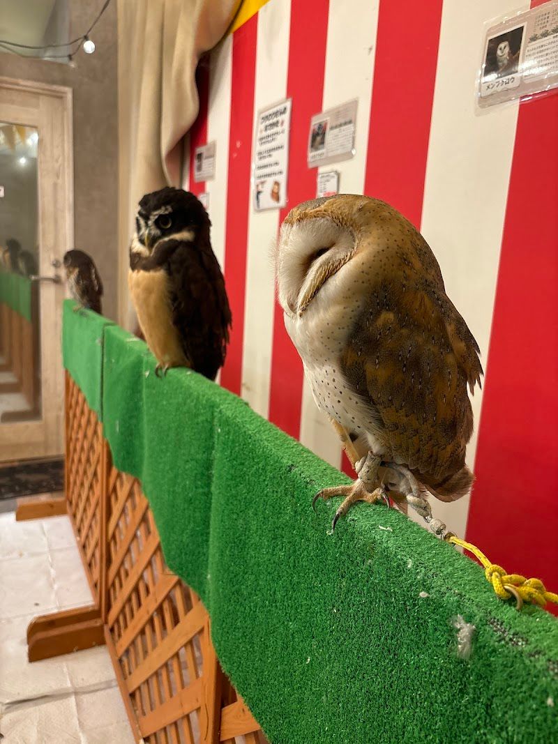 ふれあいあにまるぱーくPETSHOP RICKYの写真 2