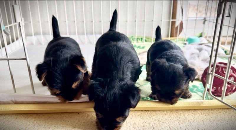 ヨークシャーテリアの専門犬舎 Spring Fieldの写真 1