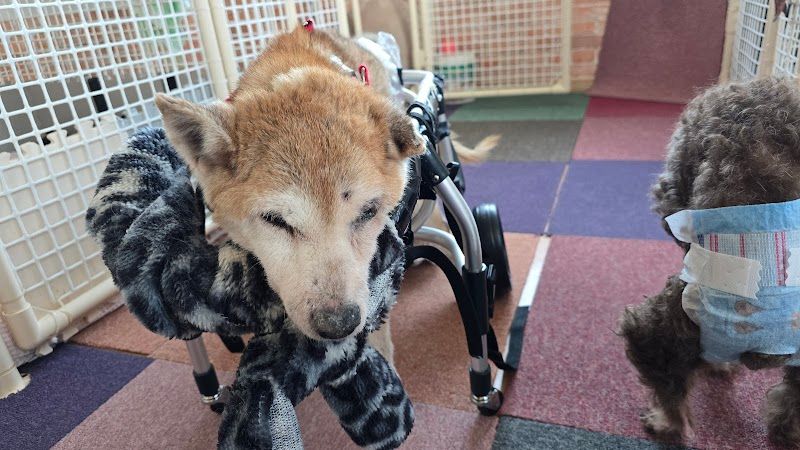 札幌老犬ホーム 逢犬はうすの写真 1