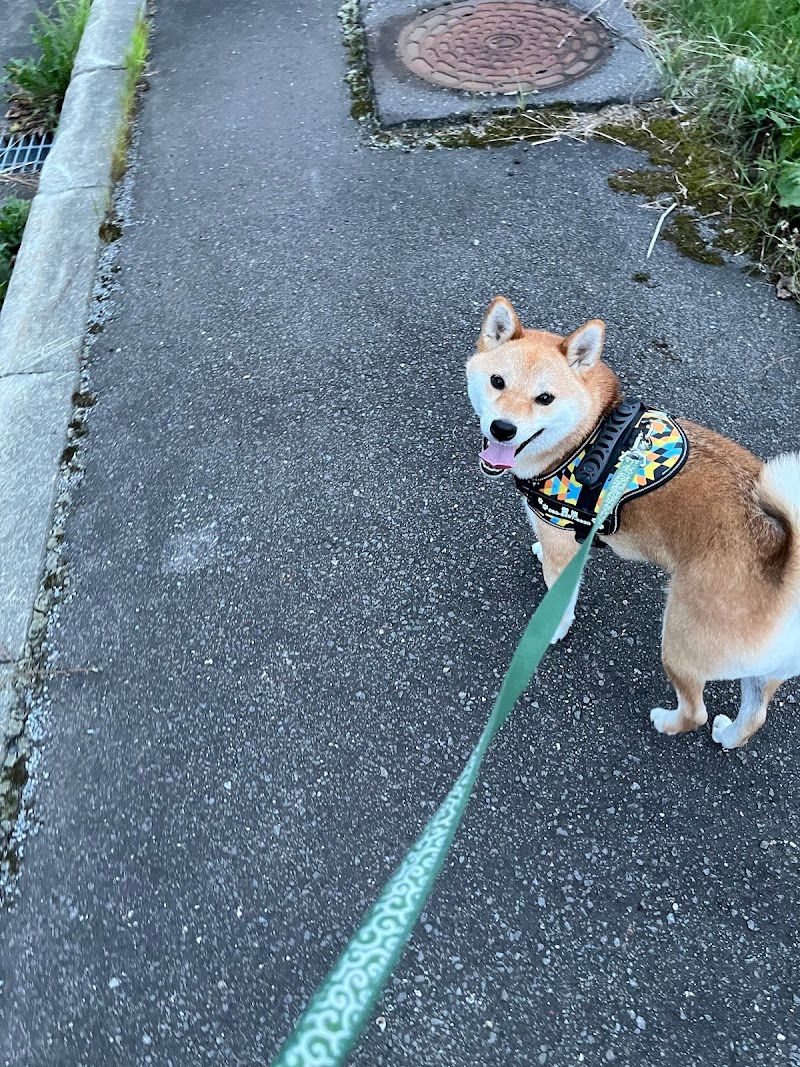 ＤＯＧＷＡＮの写真 3