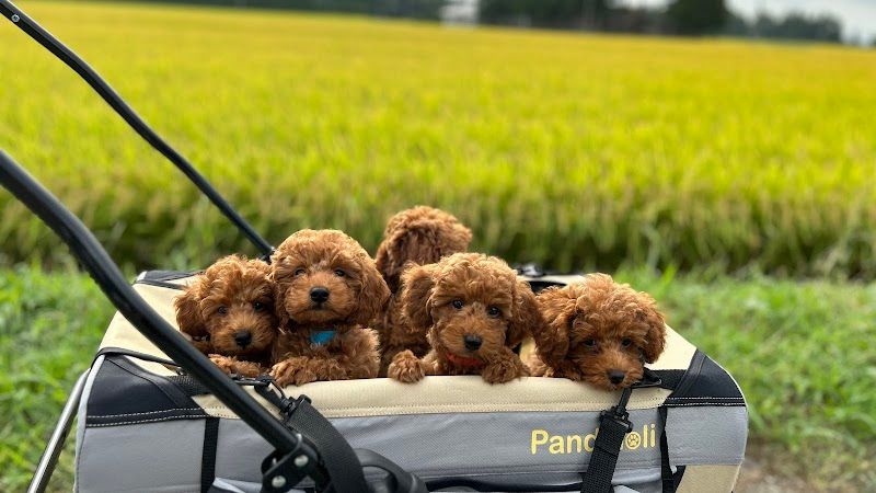 Petit Chien プティシアン 花巻の写真 1