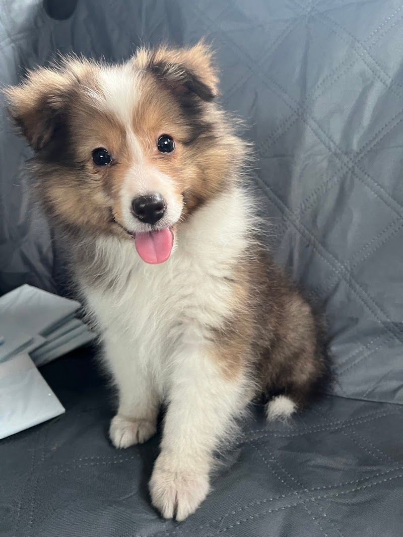 かわいい子犬屋さんの写真 3