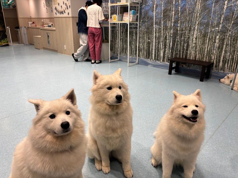 サモエドカフェ アル 仙台店の写真 3