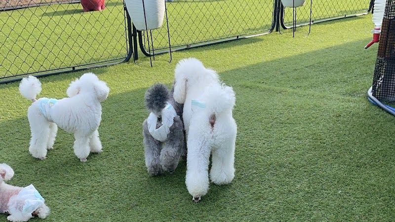 ローズマリーダイヤモンド犬舎の写真 1