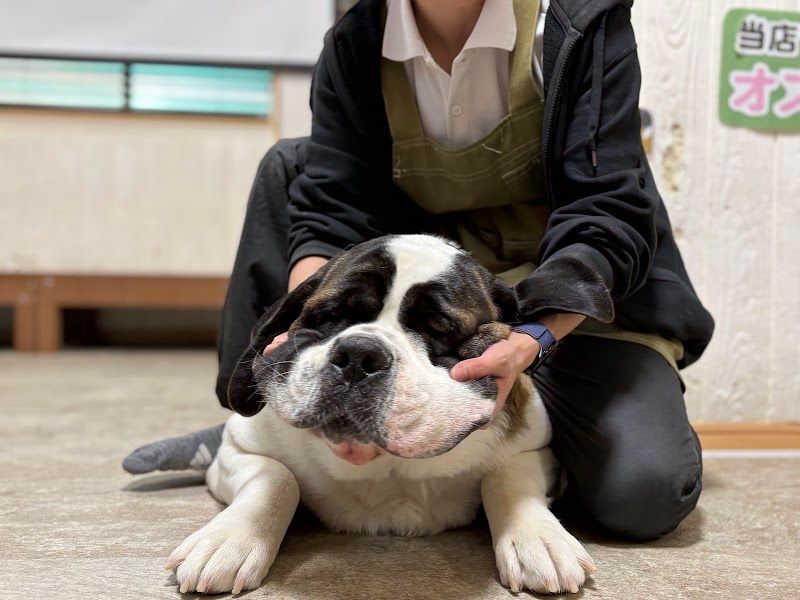 大型犬カフェ ほっとひと犬の写真 2