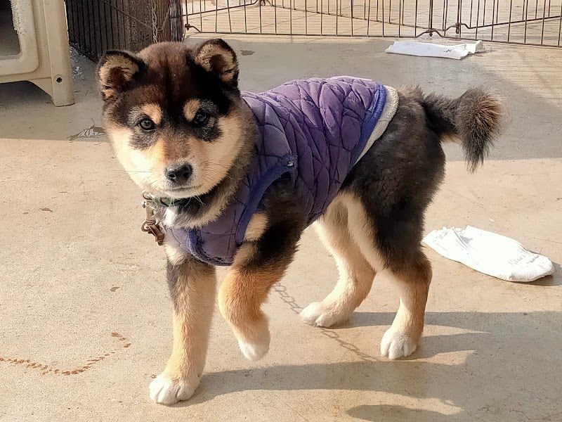 愛犬シャロンの写真 2