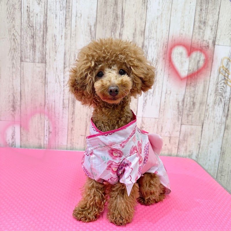 Doggy Paradise ドギーパラダイスの写真 3