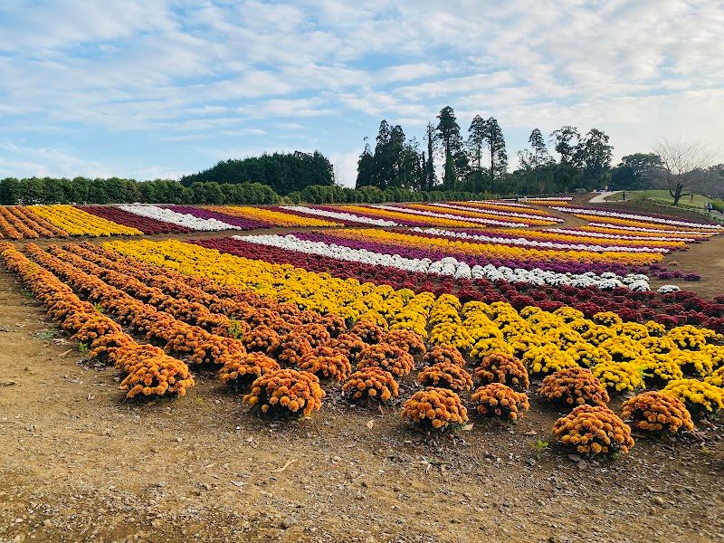東京ドイツ村 わんちゃんランドの写真 1