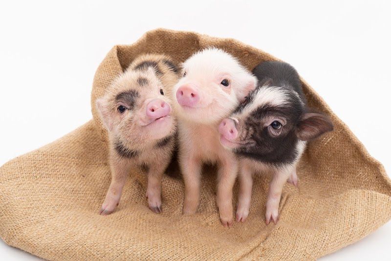 mipig cafe モゾ名古屋店の写真 3