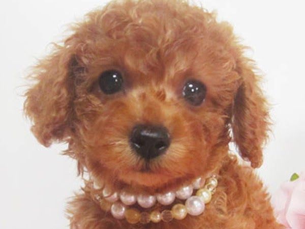ミヤギサクラ犬舎の写真 1