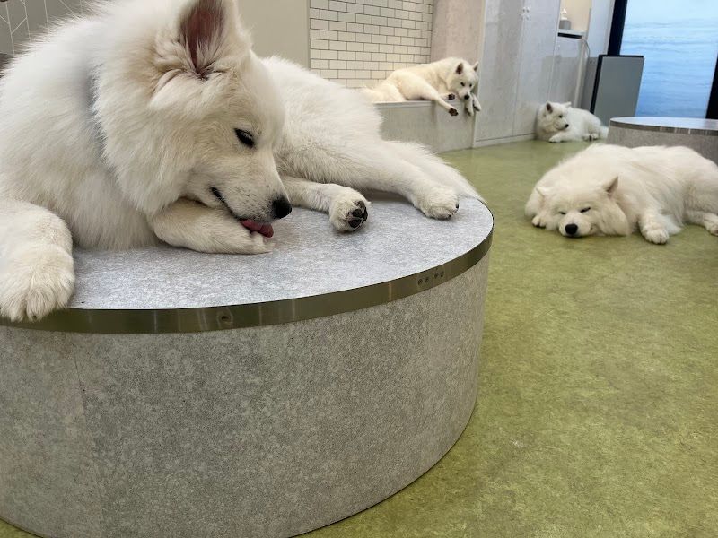 大型犬・スマイルランドの写真 3
