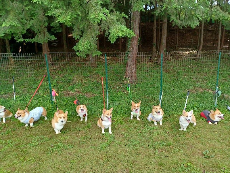 K9 PARKの写真 3