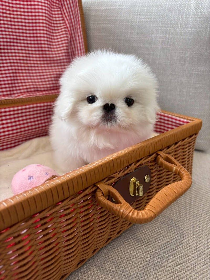 PETSHOP&SALON PU-PU-PU-（ペットショップ&サロン プープープー）の写真 2