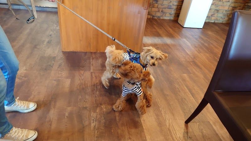 DogCafe ワンRoomの写真 3