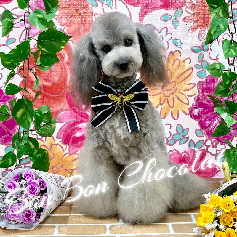 Dog's Room Bon Bon Chocolatの写真 2