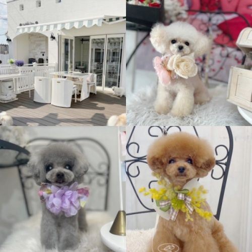 サロン PetitDogの写真 1