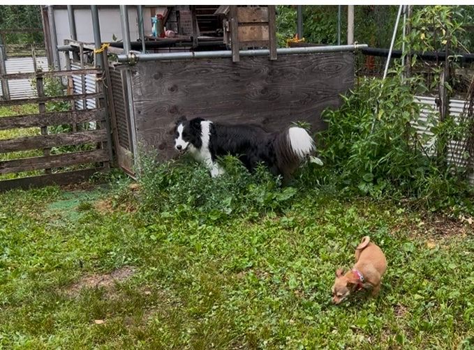 犬と森林浴 ドッグランの写真 1