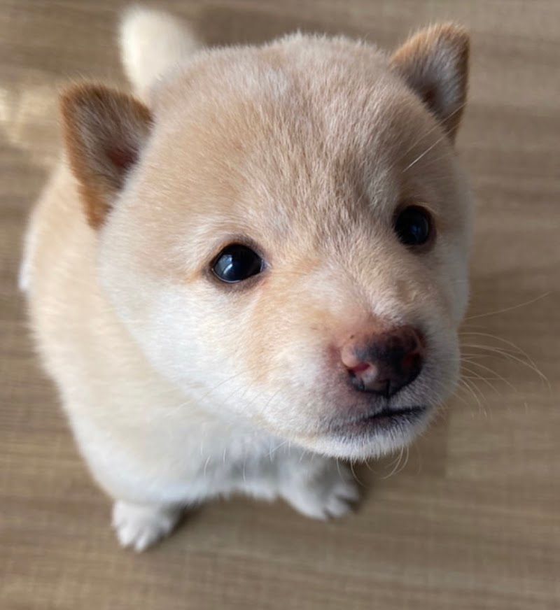 カンナベ高原犬舎の写真 2