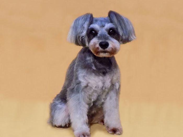 【幸せみつかるPetshop】 ハバナデーの写真 3