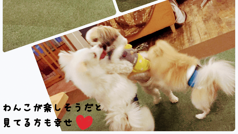 夜のドッグカフェ ももカフェの写真 3