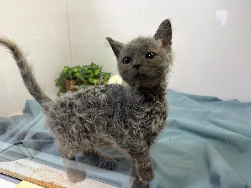 PUPPY KITTEN FARM（パピーキトンファーム）／子犬・子猫ブリーダーズショップの写真 3