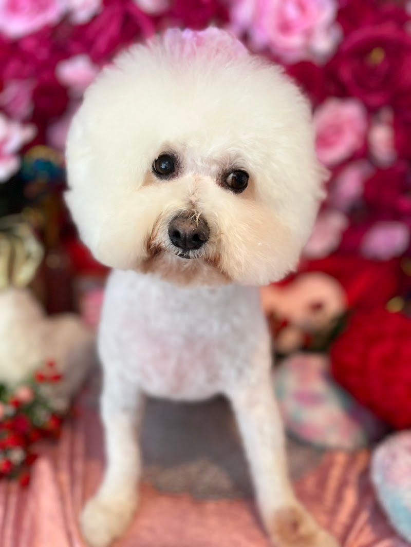 Dog cafe panse(ドッグカフェパンセ)の写真 3