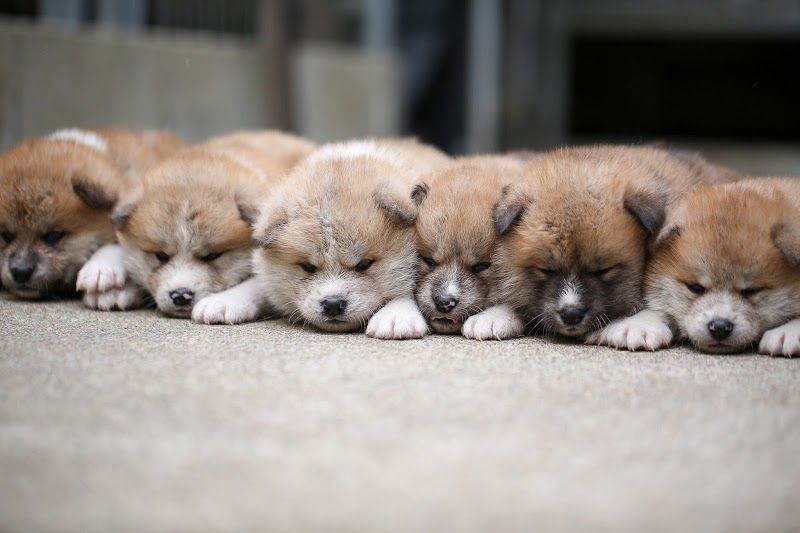 秋田犬・柴犬・豆柴ブリーダー『茨城宿犬舎』の写真 3